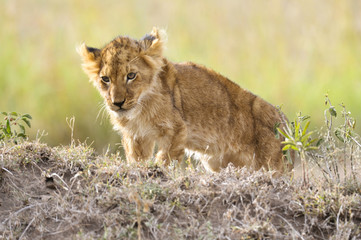 Lion  cub