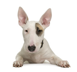 Bull Terrier puppy, 5 months old, in front of a white background - obrazy, fototapety, plakaty
