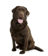 Chocolate Labrador, sitting in front of a white background