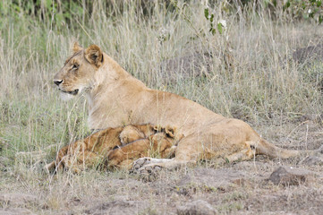 Lioness nursing her cubs