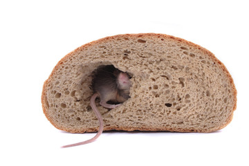 mouse and the bread
