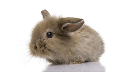 Brown baby rabbit in front of a white background, studio shot