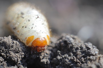larva