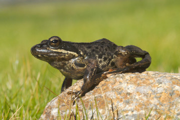 Rana