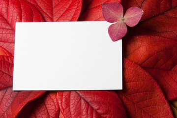Red Leaves with card