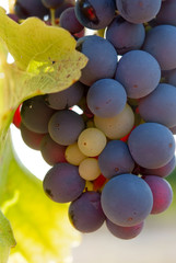 grappe de raisin