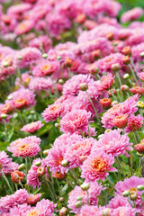 chrysanthemum flowers.