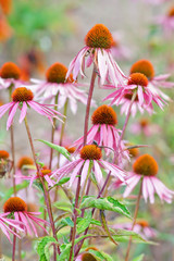 Blooming medicinal herb echinacea purpurea