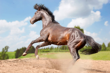 bay horse in free action