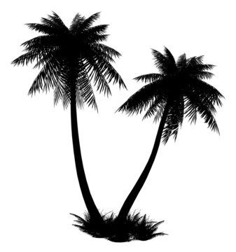 Silhouette of palms on a white background.