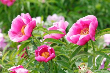 Obraz premium peony in the garden
