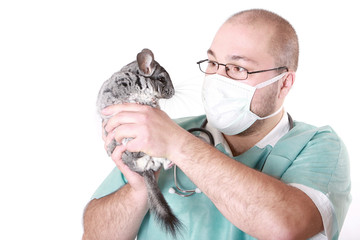 The doctor attends the chinchilla