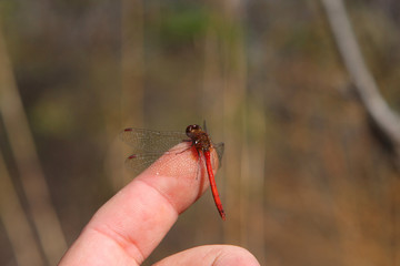 Ruby Meadowhawk Dragonfly Male
