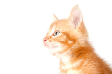 Fototapeta na wymiar Profile of yellow kitten