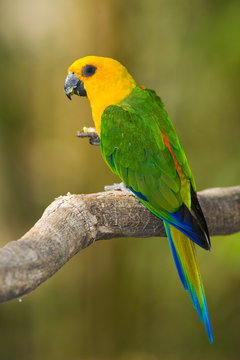 Colorful Parrot