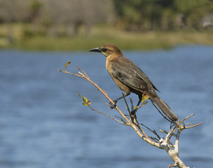 Adult female Boatailed Grackle