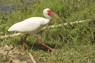 American White Ibis