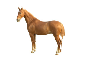 Saddlebred stallion on white background