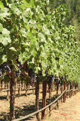 Fototapeta na wymiar grape vines