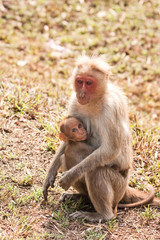 Naklejka premium Bonnet Macaque Nursing