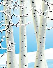 Winter birch grove