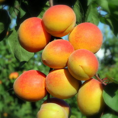 Abricots