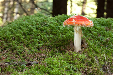 Fly agaric poisonous mushroom