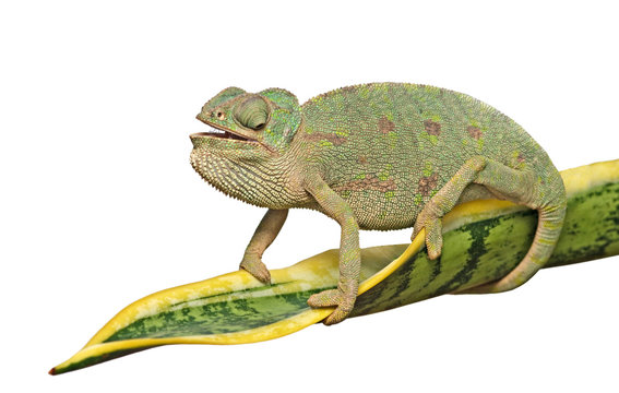 Chameleon on a leaf