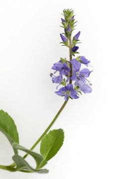 Ehrenpreis; Veronica; Officinalis