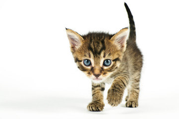 Isolated cat on white background