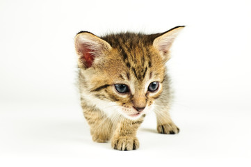 Isolated cat on white background