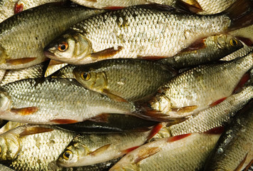 A lot of fish