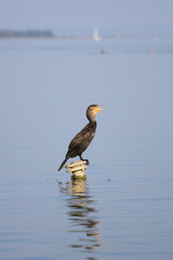 Cormorant