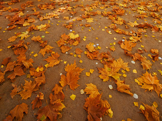 Leaves autumn