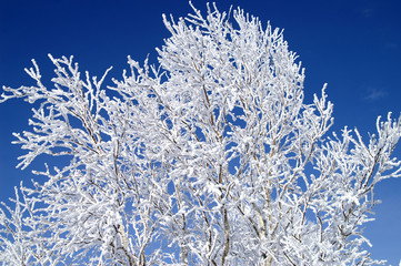 The snow-covered branches