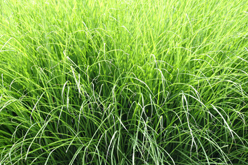 gras