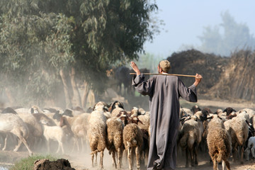 shepherd in africa