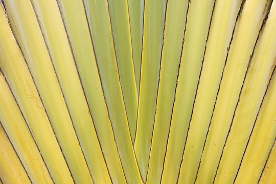 Texture arbre du voyageur