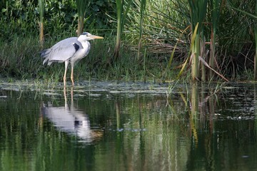 Grey Heron