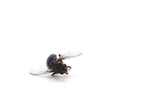 Mouche domestique