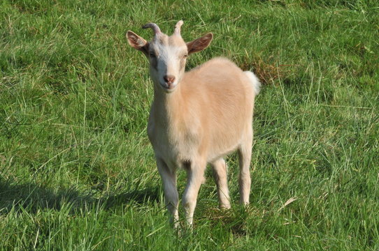 Ziege