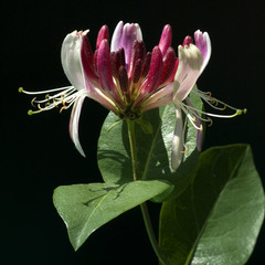 Geissblatt; Lonicera caprifolium