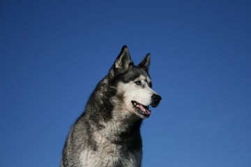 Husky 2