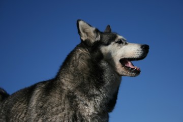 Husky 3