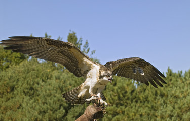 Osprey