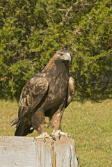 Golden eagle (aquila chrysaetos)