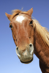 Obraz na płótnie Canvas goofy horse head