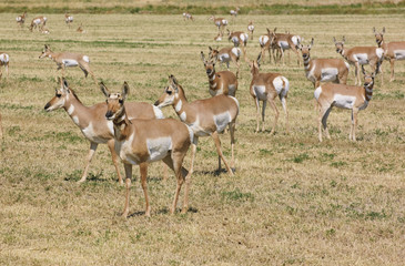 North American Pronghorn