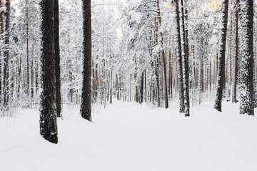 forest at winter