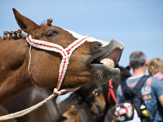pferd © Helmuth Voian